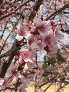 春爛漫　富山市　桜